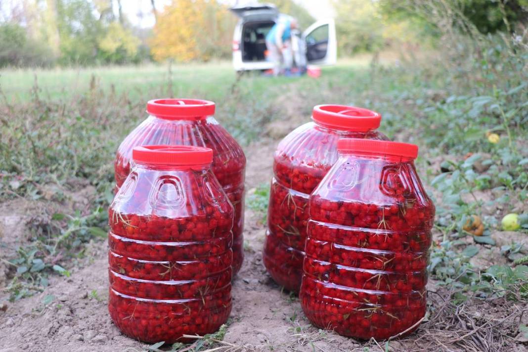 Erciyes'in eteklerinde 'kırmızı altın' mesaisi başladı: Kilosu 100 TL'ye kadar alıcı buluyor 19
